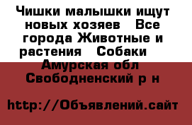   Чишки-малышки ищут новых хозяев - Все города Животные и растения » Собаки   . Амурская обл.,Свободненский р-н